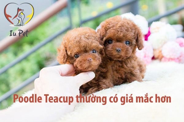 Giá chó Poodle là 33hello88? Bảng giá bán chó Poodle 2024