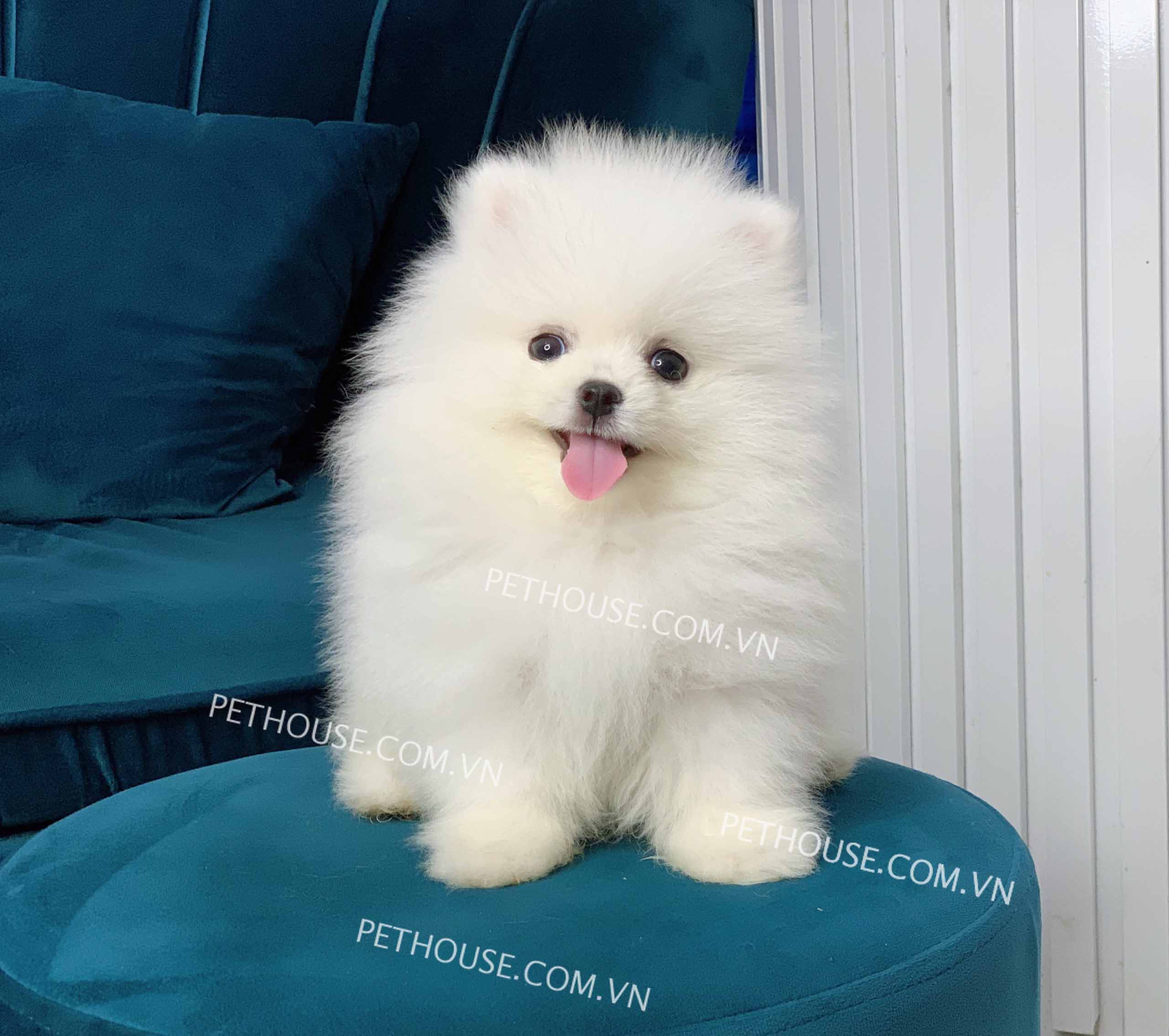 Chó Phốc Sóc Mini Đẹp hello88 vina có sẵn tại PetHouse