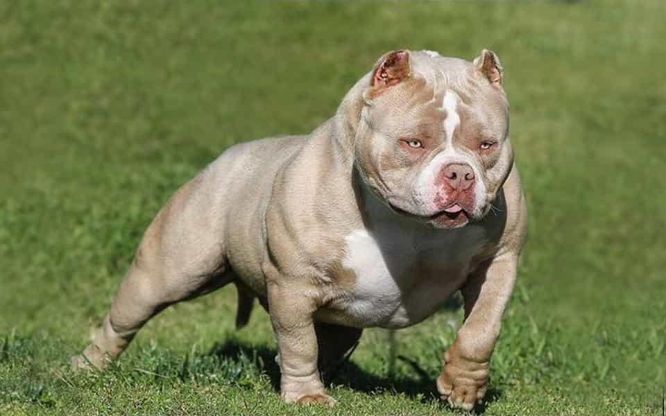 Chó Bulldog Pháp, Anh, Mỹ Mặt Xệ, Lai Đẹp, hello88 vina, hello88.comm