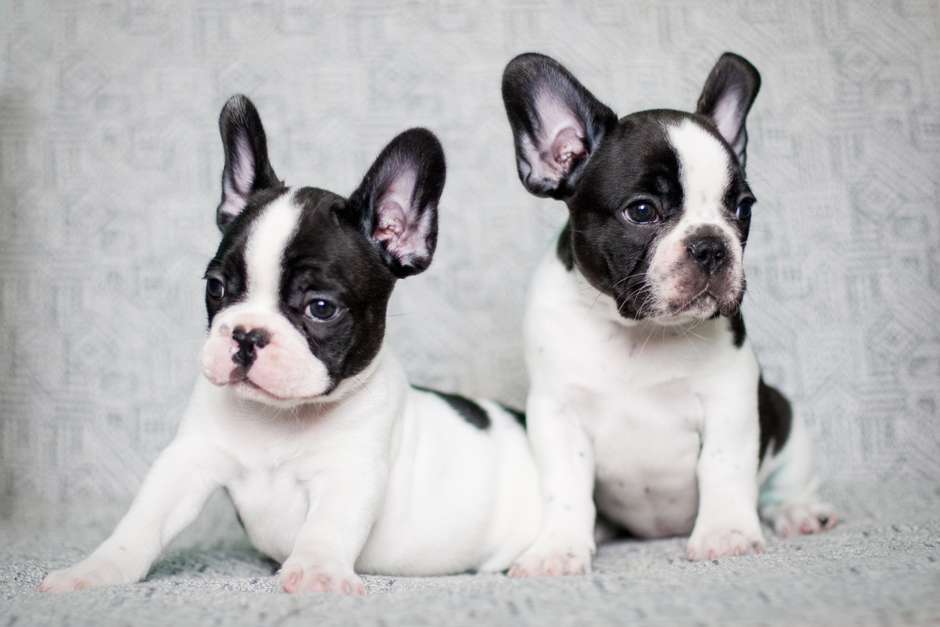 Chó Bulldog Pháp, Anh, Mỹ Mặt Xệ, Lai Đẹp, hello88 vina, hello88.comm