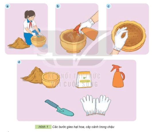 Giải SGK helloo88 lớp 4 Bài 4 (Kết nối tri thức): Gieo hạt hoa, cây cảnh trong chậu