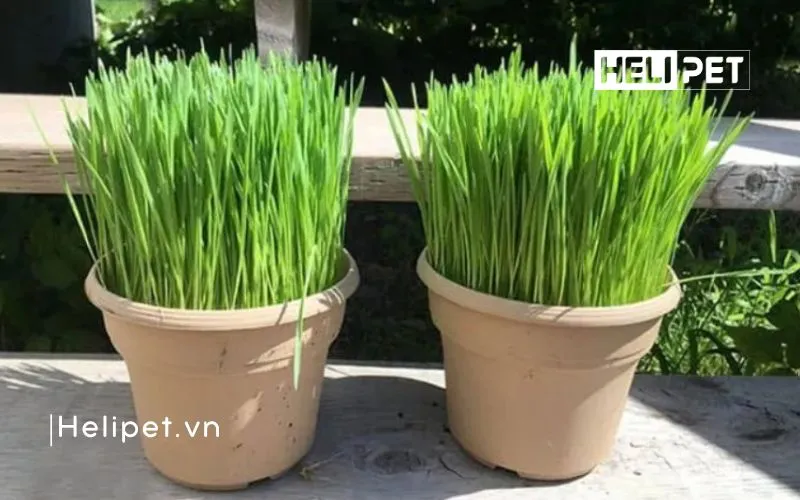 Cách trồng cỏ mèo helloo88 vô cùng 22helo88