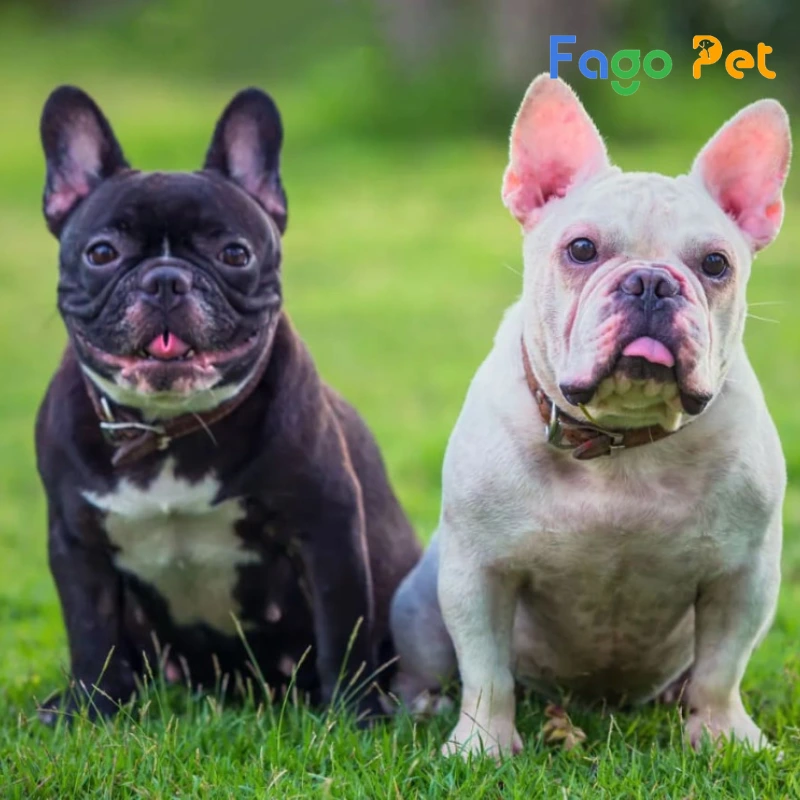 #Giá Chó Bull Pháp hello88 vina Là Bao Nhiêu? Cập Nhật 22helo88 Mới Nhất