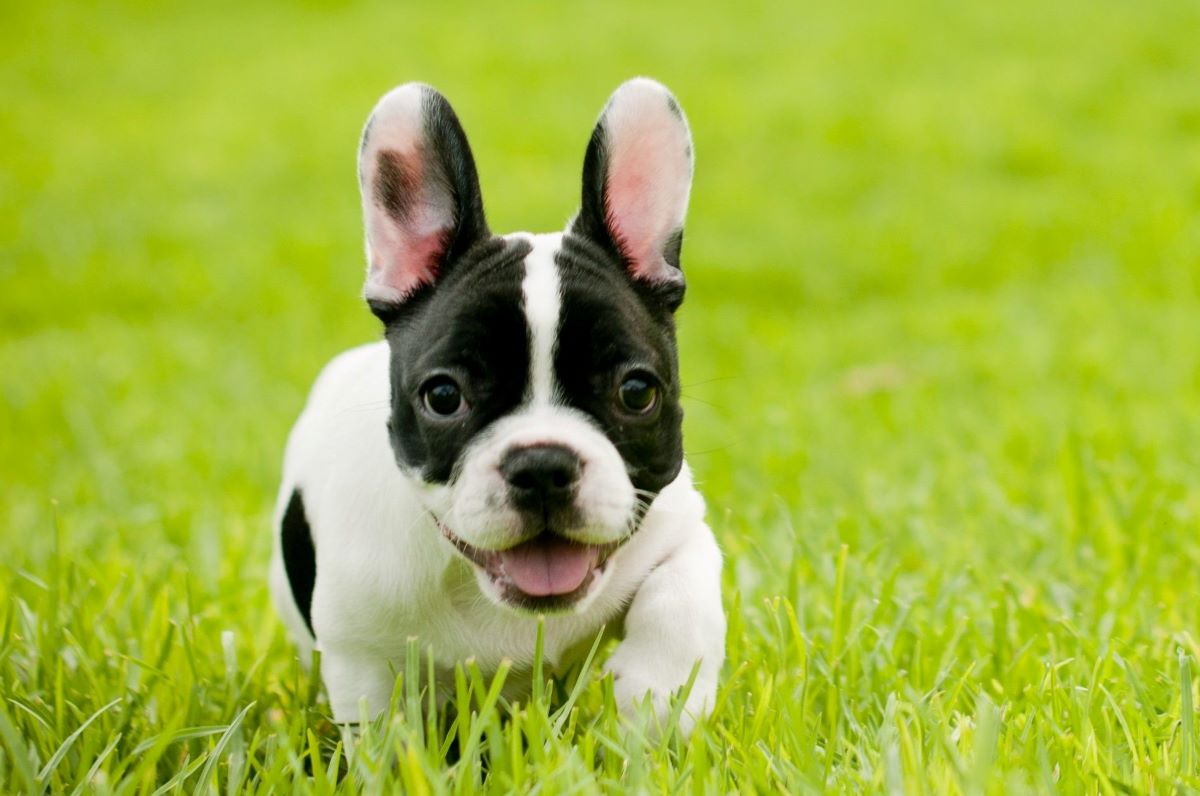 Chó Bulldog Pháp, Anh, Mỹ Mặt Xệ, Lai Đẹp, hello88 vina, hello88.comm