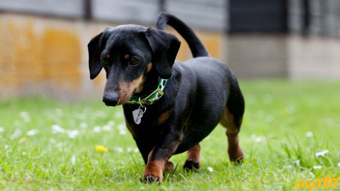 Mua Bán Chó Lạp Xưởng, Chó Xúc Xích Dachshund hello88 vina Giá Tốt
