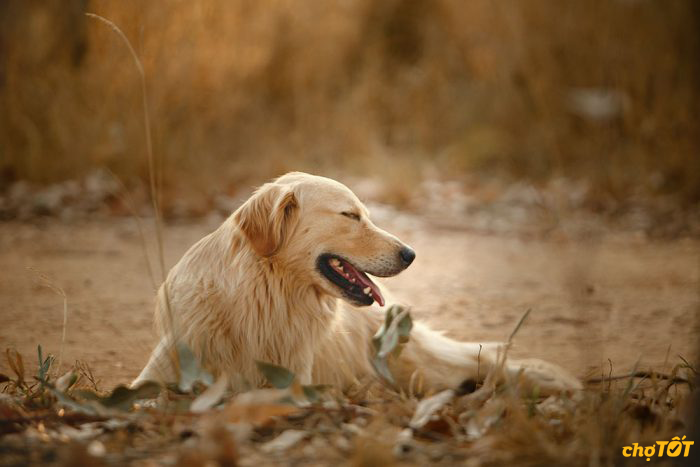 Mua Bán Chó Golden Retriever Con Thông Minh, Chó Đẹp hello88.comm
