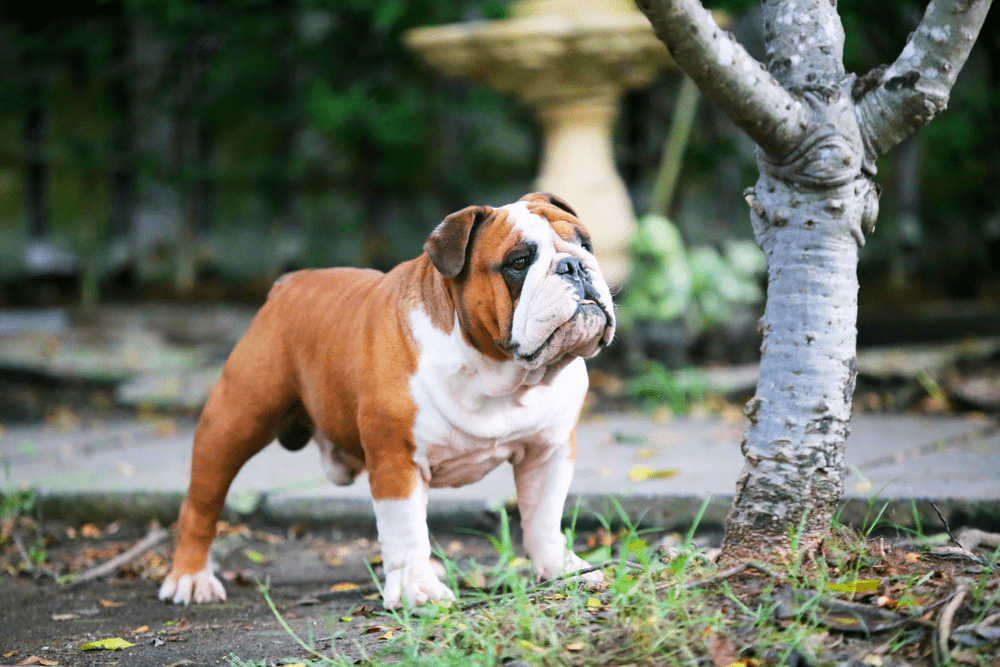 Chó Bulldog Pháp, Anh, Mỹ Mặt Xệ, Lai Đẹp, hello88 vina, hello88.comm