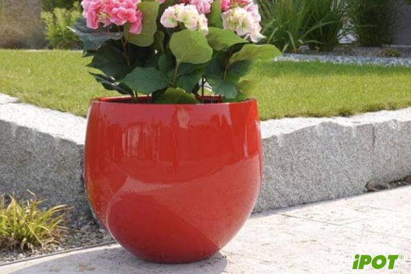 Một số lưu ý khi trồng hoa trong chậu?