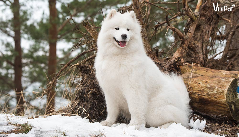A-Z về Chó Alaska Trắng - helo88 vina.com Alaska hiếm có khó tìm