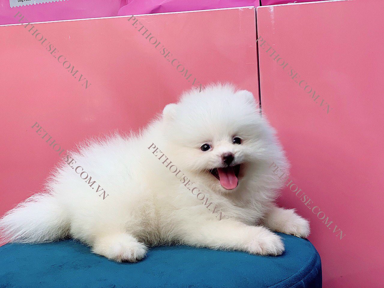 Chó Phốc Sóc Mini Đẹp hello88 vina có sẵn tại PetHouse