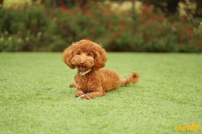 Mua Bán Chó Poodle Đẹp hello88 vina, Lai hello88.comm Uy Tín