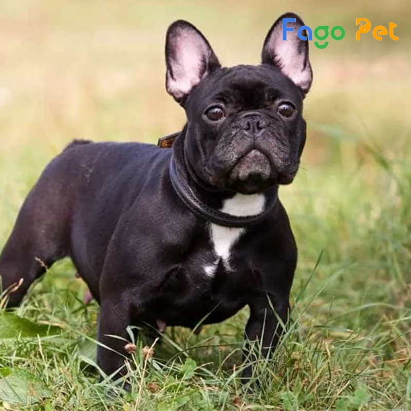 #Giá Chó Bull Pháp hello88 vina Là Bao Nhiêu? Cập Nhật 22helo88 Mới Nhất