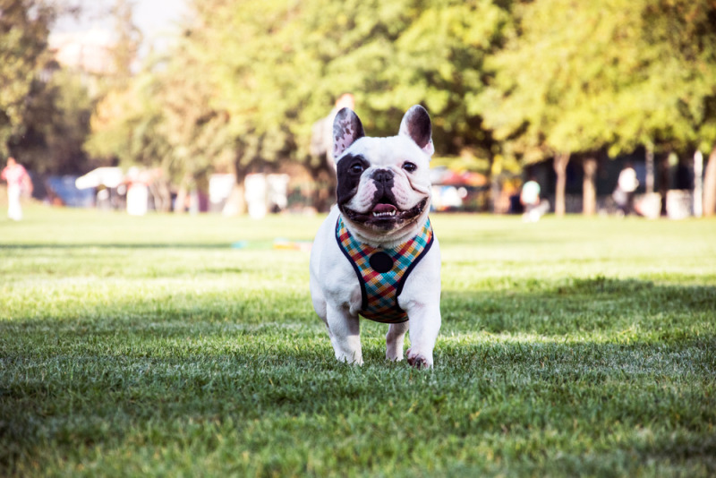 Chó Bulldog Pháp, Anh, Mỹ Mặt Xệ, Lai Đẹp, hello88 vina, hello88.comm