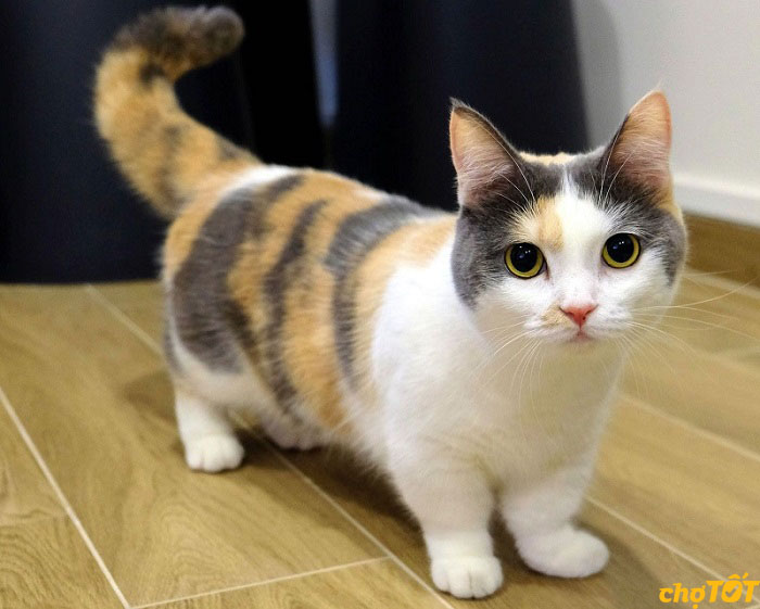 Mua Bán Mèo Munchkin Tabby, Bicolor, Mèo Chân Ngắn Đẹp hello88.comm