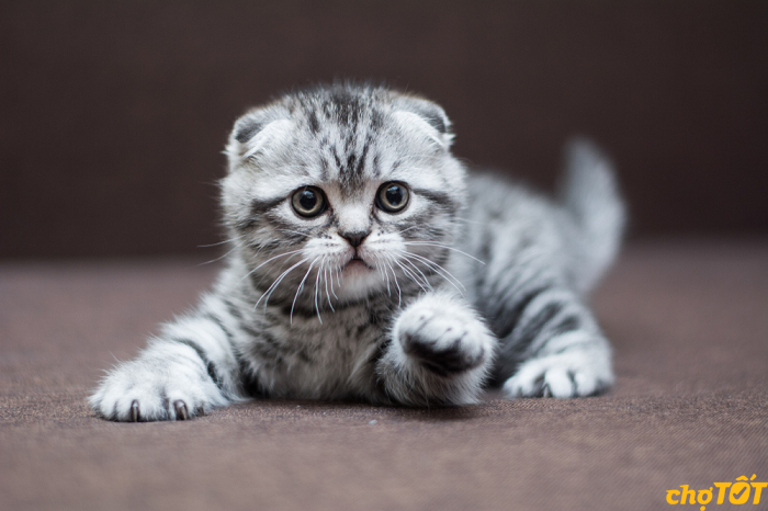 Mua Bán Mèo Munchkin Tabby, Bicolor, Mèo Chân Ngắn Đẹp hello88.comm
