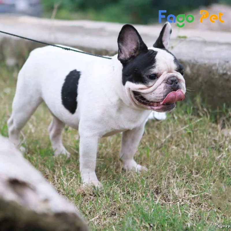 #Giá Chó Bull Pháp hello88 vina Là Bao Nhiêu? Cập Nhật 22helo88 Mới Nhất