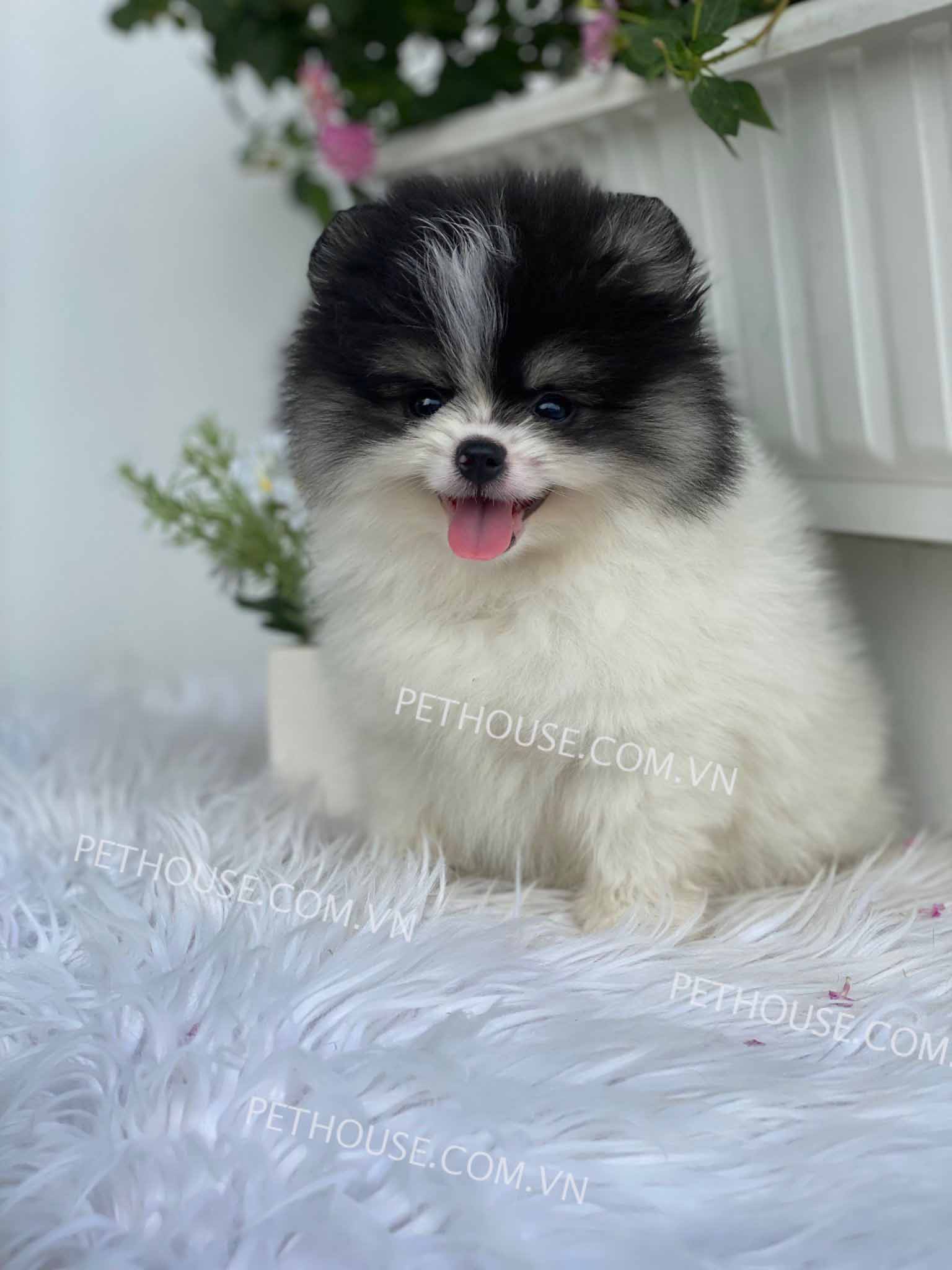 Chó Phốc Sóc Mini Đẹp hello88 vina có sẵn tại PetHouse