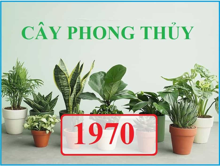 Tuổi Canh Tuất Trồng Cây Gì Trong Nhà Hợp helo88 vina?