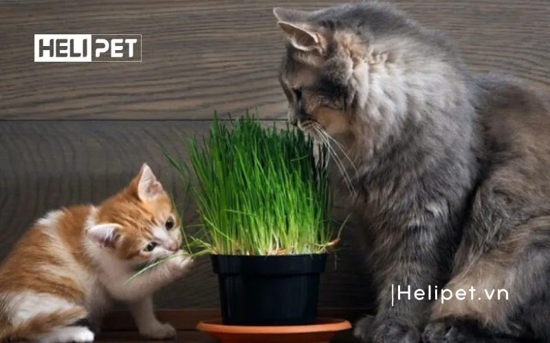 Cách trồng cỏ mèo helloo88 vô cùng 22helo88