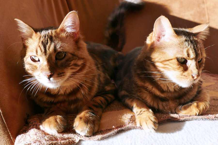 Mèo Bengal: hello88.con, Giá Cả Và Hướng Dẫn Cách Chăm Sóc