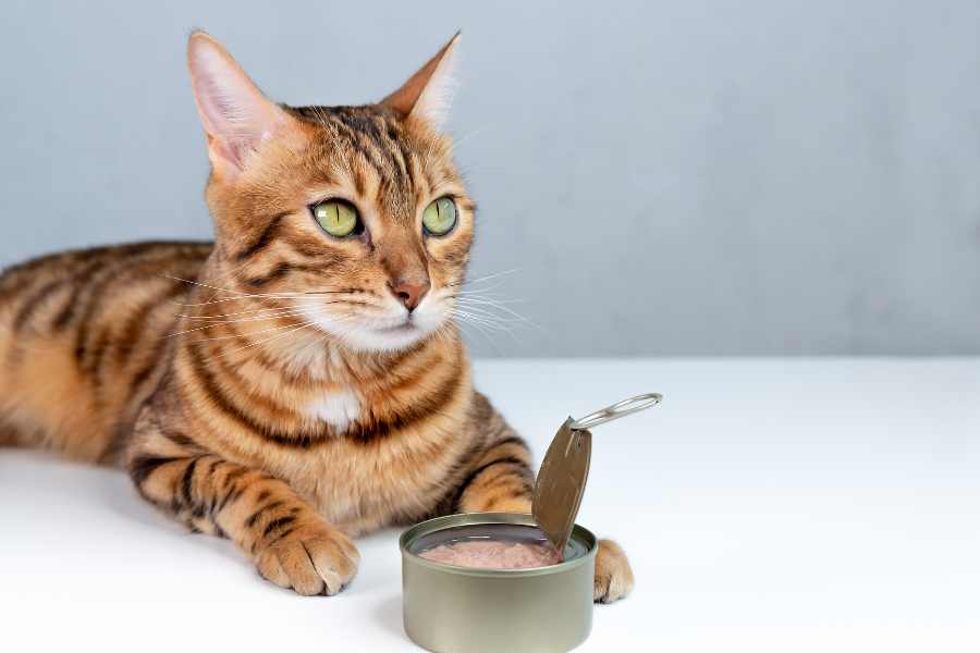 Mèo Bengal: hello88.con, Giá Cả Và Hướng Dẫn Cách Chăm Sóc