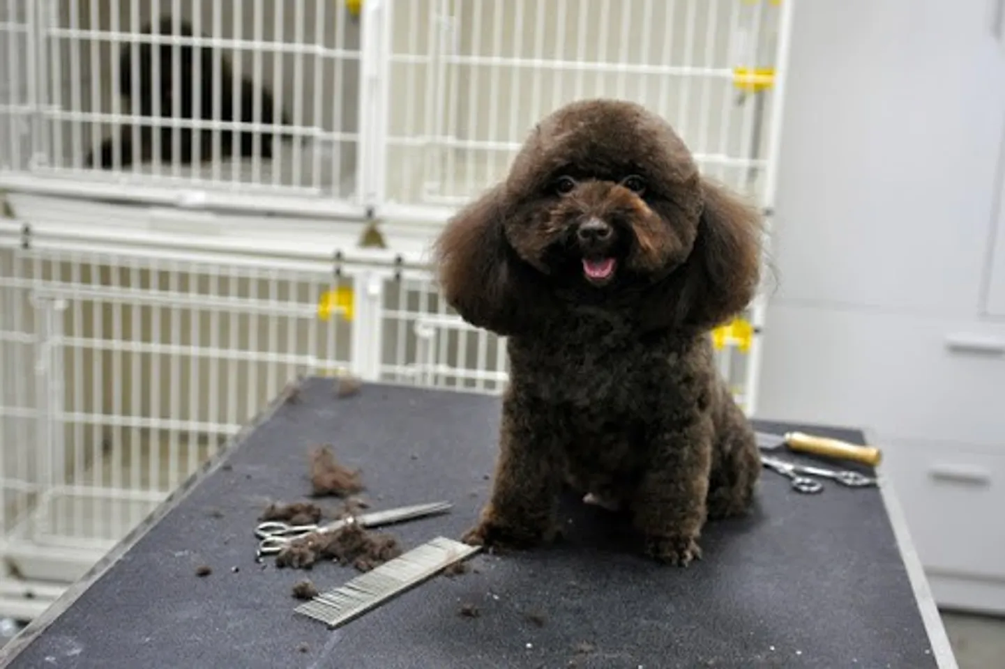 hello8862 com cách cắt tỉa lông chó Poodle đẹp helloo88 vừa rẻ vừa dễ