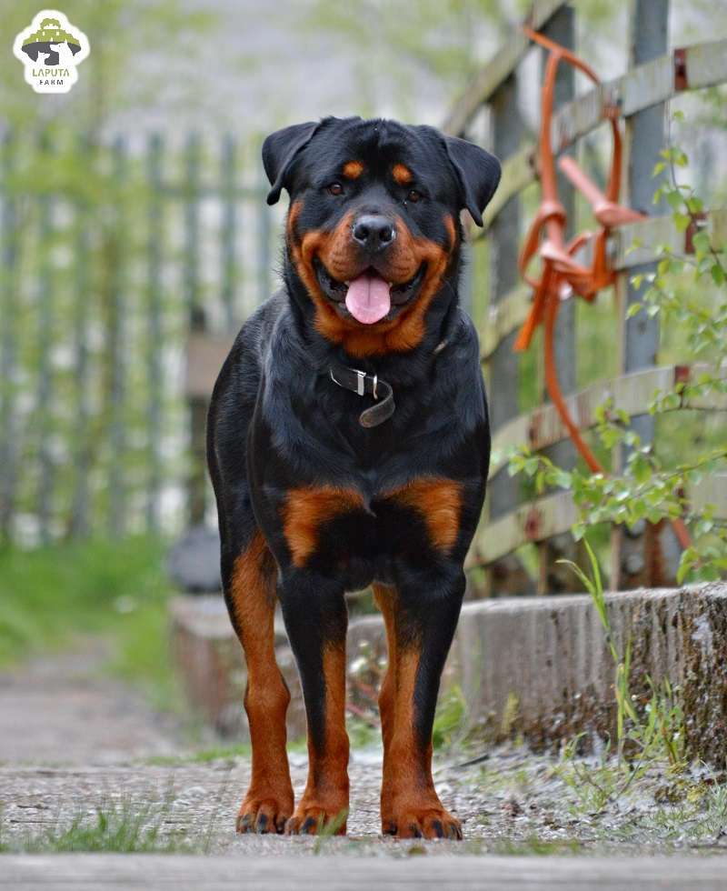 Chó Rottweiler giá 33hello88? Địa chỉ mua chó Rotti uy tín