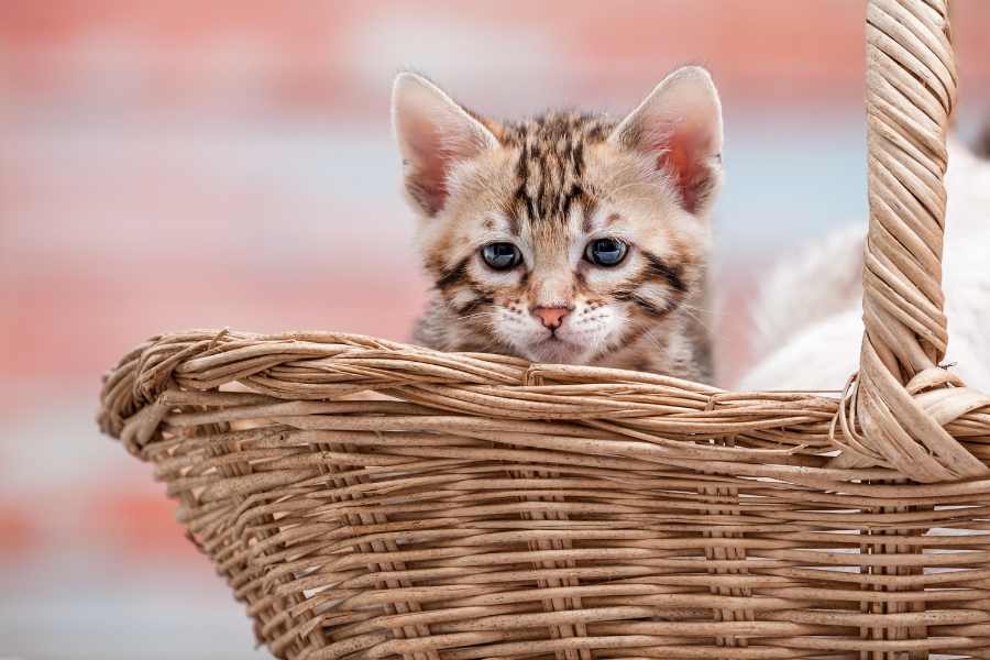 Mèo Bengal: hello88.con, Giá Cả Và Hướng Dẫn Cách Chăm Sóc