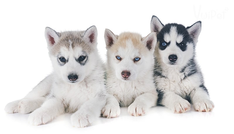 Giá chó Husky 33hello88? Có hay không chó Husky giá 450k?