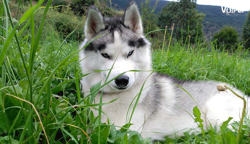 Giá chó Husky 33hello88? Có hay không chó Husky giá 450k?