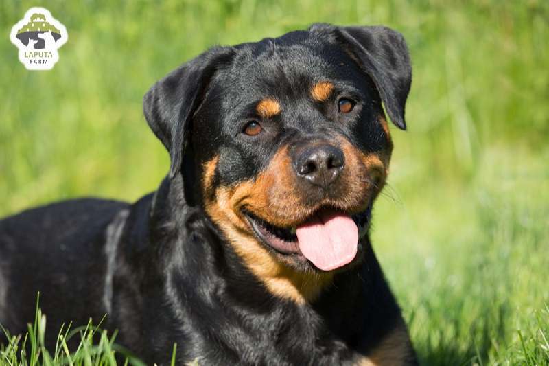 Chó Rottweiler giá 33hello88? Địa chỉ mua chó Rotti uy tín