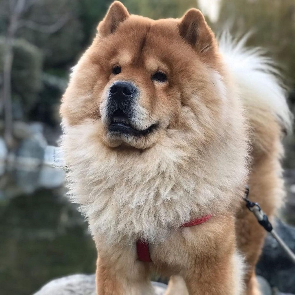 Chó Gấu Chow Chow hello88 vina, Chó Chow Chow Lai Đẹp, hello88.comm
