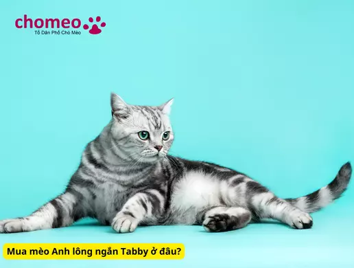 Mèo Anh helo88.vina Tabby, mèo sọc dưa thông tin đặc điểm