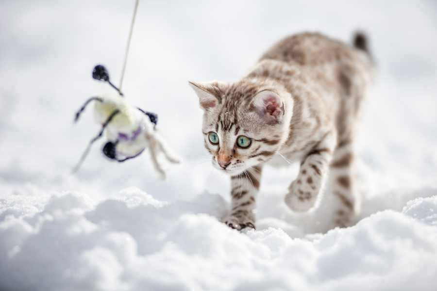 Mèo Bengal: hello88.con, Giá Cả Và Hướng Dẫn Cách Chăm Sóc