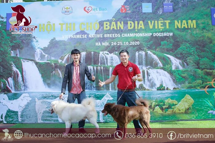Chó Bắc Hà giá 33hello88? Những lưu ý quan trọng khi mua chó Bắc Hà