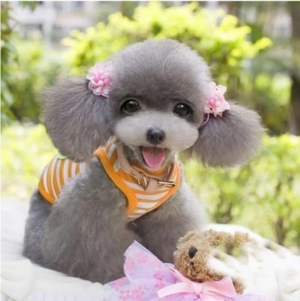 hello8862 com cách cắt tỉa lông chó Poodle đẹp helloo88 vừa rẻ vừa dễ