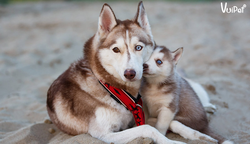 Giá chó Husky 33hello88? Có hay không chó Husky giá 450k?