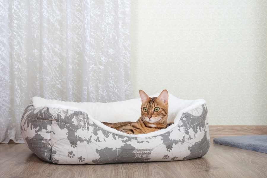 Mèo Bengal: hello88.con, Giá Cả Và Hướng Dẫn Cách Chăm Sóc