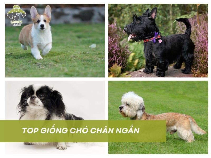 10 helo88 vina.com chân ngắn dễ thương | Các loài chó chân lùn đẹp