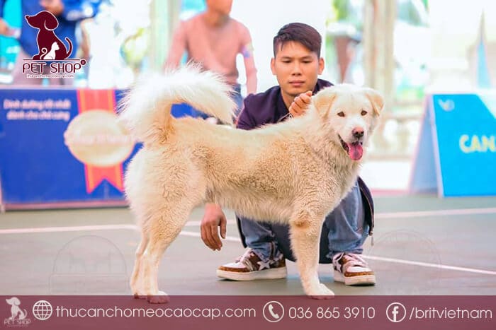 Chó Bắc Hà giá 33hello88? Những lưu ý quan trọng khi mua chó Bắc Hà