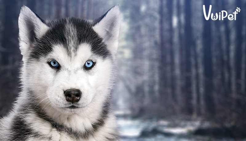 Giá chó Husky 33hello88? Có hay không chó Husky giá 450k?
