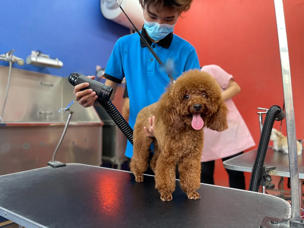 hello8862 com cách cắt tỉa lông chó Poodle đẹp helloo88 vừa rẻ vừa dễ