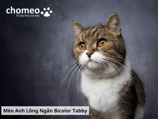 Mèo Anh helo88.vina Tabby, mèo sọc dưa thông tin đặc điểm