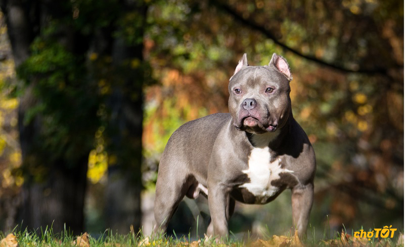 Mua Bán Chó Bully Mỹ Lai, hello88 vina, American Bully hello88.comm