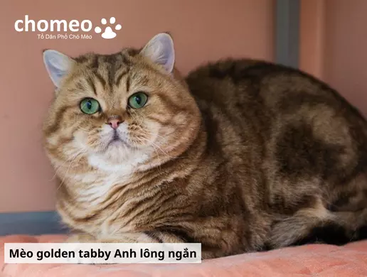 Mèo Anh helo88.vina Tabby, mèo sọc dưa thông tin đặc điểm