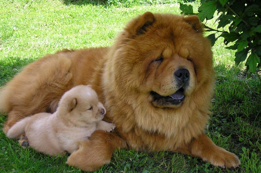 Chó Gấu Chow Chow hello88 vina, Chó Chow Chow Lai Đẹp, hello88.comm