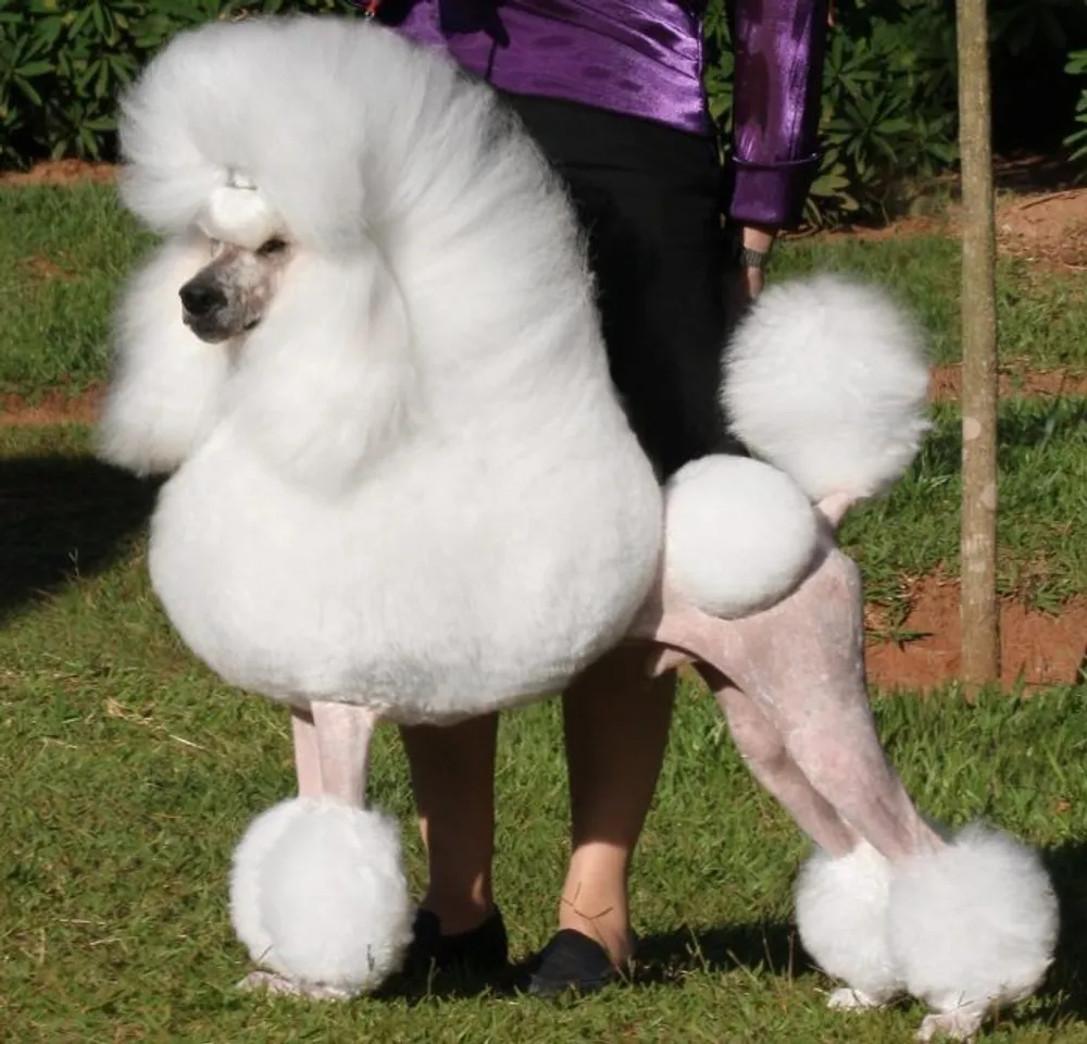 hello8862 com cách cắt tỉa lông chó Poodle đẹp helloo88 vừa rẻ vừa dễ
