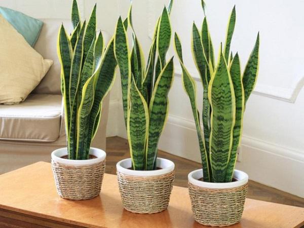 Nằm mơ thấy cây cảnh là điềm gì? đánh con gì ăn chắc?
