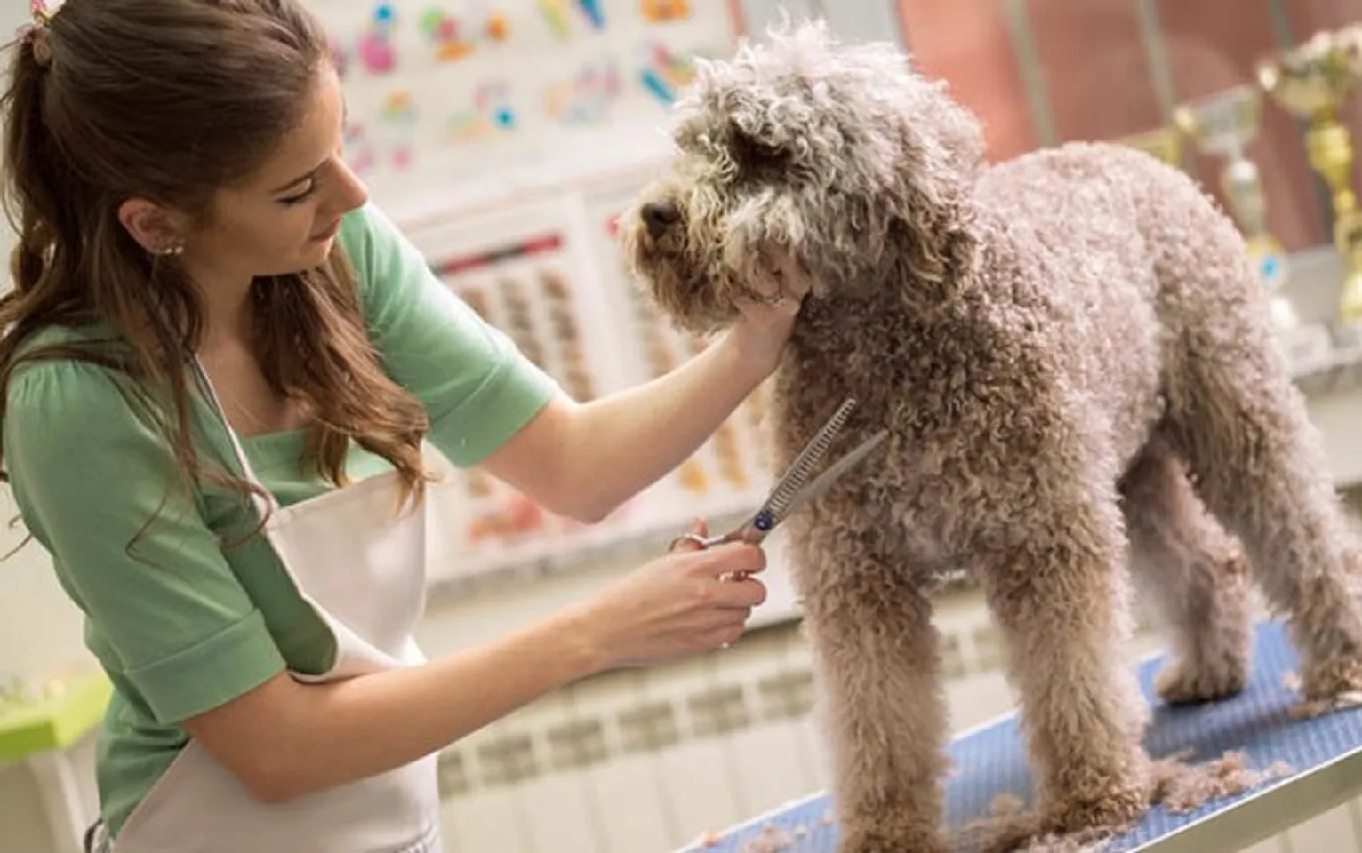 hello8862 com cách cắt tỉa lông chó Poodle đẹp helloo88 vừa rẻ vừa dễ