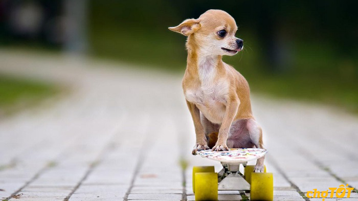 Chó Chihuahua Đẹp Khỏe Mạnh, Chó Lai, hello88 vina, hello88.comm